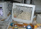 hamster - 640x458 - 70 Ko