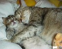 miau - 454x358 - 38 Ko