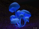 Fluorescence - 1152x864 - 245 Ko