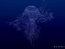 Jelly - 1152x864 - 94 Ko