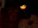 Rosenclock - 1152x864 - 196 Ko